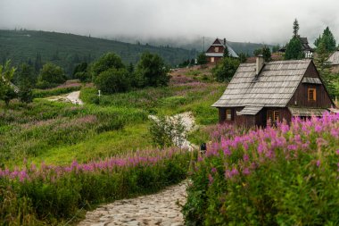 Gasienicowa Vadisi, Tatra Dağları, Polonya 'da Yaz Çiçekleri
