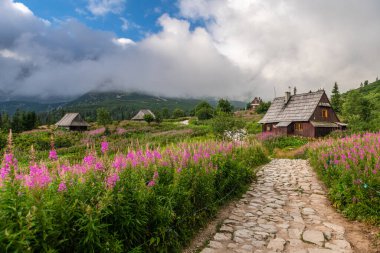 Gasienicowa Vadisi 'nde Yaz Çiçekleri ile Resimli Tatra Dağları