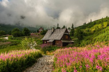 Tatra Dağları 'nın Gasienicowa Vadisi' ndeki Alp Çiçek Tarlası