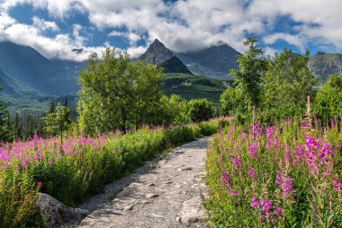 Gasienicowa Vadisinin Renkli Yaz Çiçekleri ve Tatra Dağları