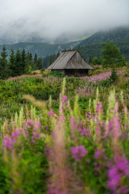 Gasienicowa Vadisi 'ndeki Tatra Dağları ve Renkli Çiçekler Üzerinde Gün Doğumu