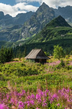 Sabah Işığı Tatra Dağları ve Gasienicowa Vadisi Çiçekleri 'ni aydınlatıyor