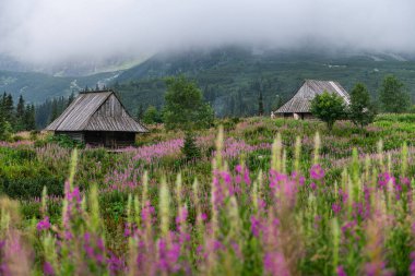 Gün doğumunda Tatra Dağları ve Renkli Çiçeklerle Gasienicowa Vadisi