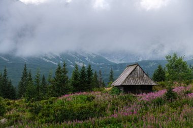 Hala Gasienicowa 'da Çiçekler ve Dağ Kulübeleriyle Gün Doğumu