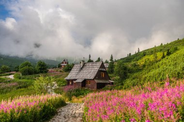 Tatra Dağları Gasienicowa Vadisi 'nin üzerinde canlı çiçeklerle gün doğumu