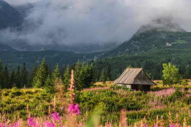 Tatra Dağları ve Gasienicowa Vadisi Çiçeklerinin Üzerinde Sabah Işığı