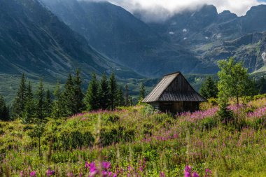 Hala Gasienicowa 'da Gün Doğumu Tatra Dağları ve Çiçekleriyle