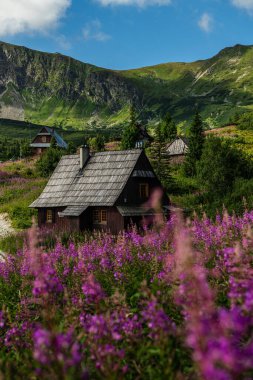 Gasienicowa Vadisi, Polonya 'da Gündoğumu ve Renkli Çiçekler