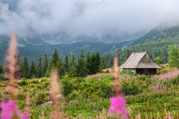 Hala Gasienicowa 'da Çiçekler ve Dağ Kulübeleriyle Gün Doğumu