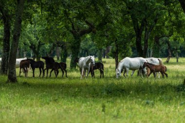 Slovenya 'nın Lipica otlaklarında Görkemli Lipizzan atları otluyor