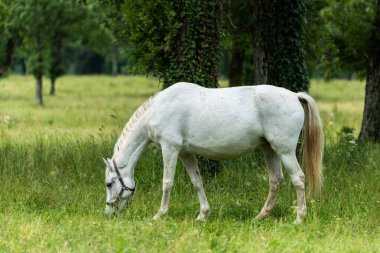 Lipizzan Beyaz Atları Slovenya 'daki Lipica Damızlık Çiftliği' nde Huzurlu Ot Ediyor