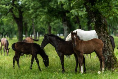 Slovenya 'nın Lush Fields of Lipica' da otlayan Zarif Lipizzan Atları