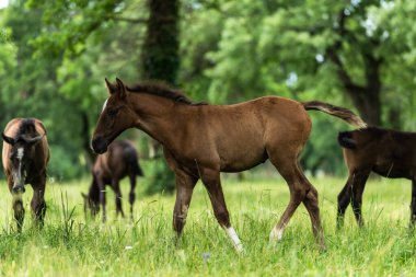 Serene Lipica Stud Farm, Slovenya 'da Güzel Lipizzan atları otluyor