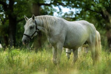 Lipica, Sloveni 'de Görkemli Lipizzan atları otluyor.