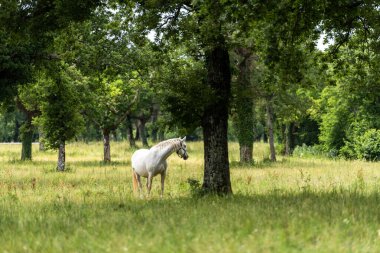 Lipica Stud Farm, Slovenya 'da Lipizzan Atlarının Huzurlu Sahnesi Otlanıyor