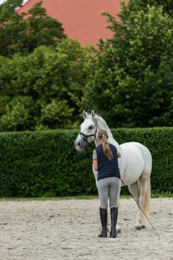 Slovenya 'daki Lipica Stud Farm' da Lipizzan Beyaz Atının Yetenekli Eğitimi