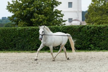 Lipizzan Beyaz At Eğitimi Tarihi Lipica Stud Farm, Slovenya