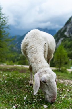 Yüksek Alp Çayırı: Yaz Dağı 'nda Koyun Çayırı
