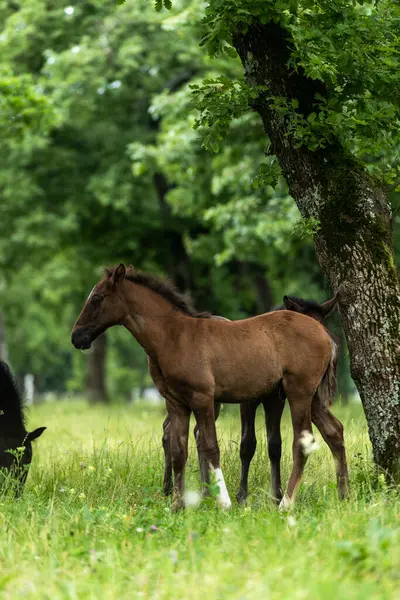 stock image Lipizzan White Horses Enjoying Pasture at Lipica Stud Farm, Slovenia