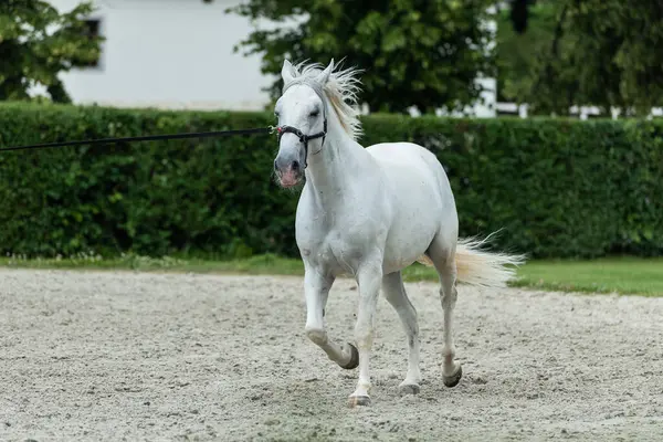 Lipica Stud Farm 'da Güzel Lipizzan Beyaz Atı Sahneleniyor