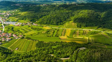 Slovenya 'nın Vipava Vadisi' nde Rolling Vineyards 'ın Manzaralı Çekimi