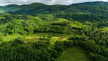 Slovenya 'nın Vipava Vadisi' ndeki Yaz Üzüm Bağlarının Büyüleyici İnsansız Hava Aracı Çekimi