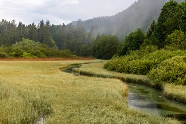 Slovenya 'daki Zelenci Doğal Rezervinde Muhteşem Gün Doğumu Görüntüleri