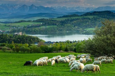 Czorsztyn Kalesi Görkemli Tatra Dağı Arkaplanlı Göle Bakar