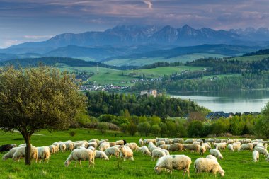 Czorsztyn Kalesi Görkemli Tatra Dağı Arkaplanlı Göle Bakar