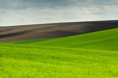 İlkbaharda Çek Moravya 'da yeşil tarlalar