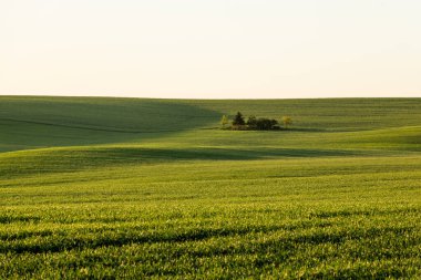 Baharda renkli tarım arazisi