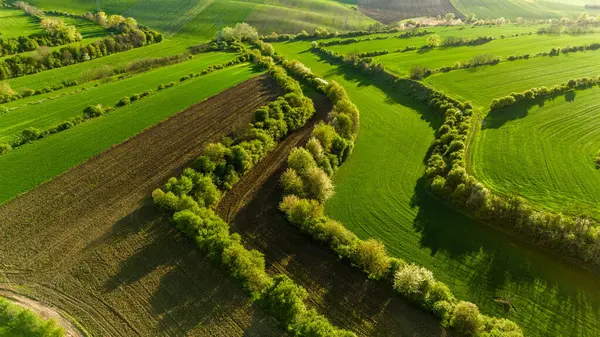 Hasat Alanlarında Renkli Desenler Drone Manzarası Fotoğrafçılığı