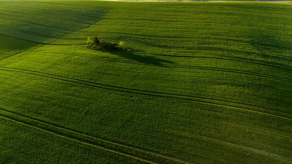 Hasat Alanlarında Renkli Desenler Drone Manzarası Fotoğrafçılığı