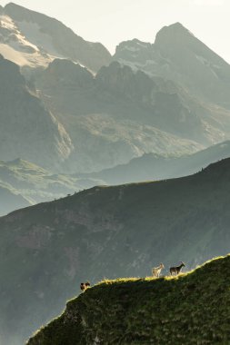 Gün batımında Dolomites dağlarında gururla duran dağ keçisi..