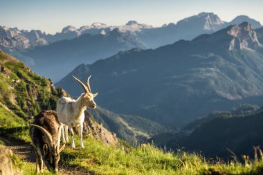 Alp Dolomitler 'in dağlarında altın saat ışığı altında görkemli dağ keçisi.