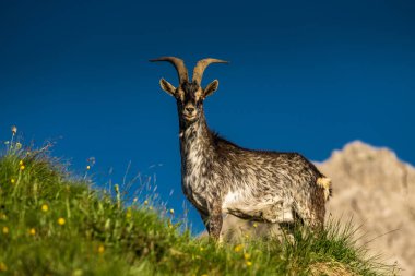 Akşam ışığı Dolomitler 'in dağlarındaki dağ keçisi dağ keçisine vuruyor..