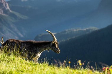Akşam ışığı Dolomitler 'in dağlarındaki dağ keçisi dağ keçisine vuruyor..