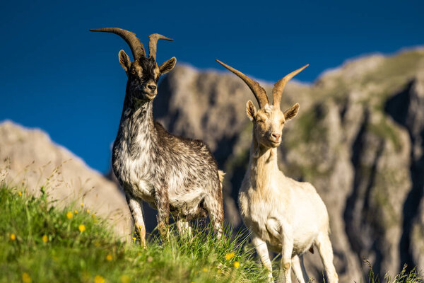 Сильный альпийский горный козел исследует огромные горы Доломитов в сумерках.