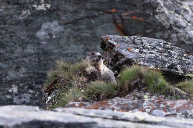 Doğal Yaşam Alanında Vahşi Marmot, Yazın Avusturya Alpleri