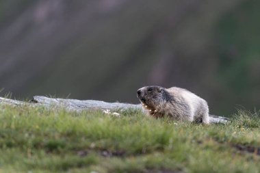 Avusturya 'nın yüksek Alplerinde Marmot' la Yaz Sahnesi