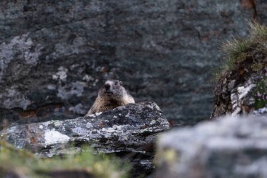 Avusturya 'nın yüksek Alplerinde Marmot' la Yaz Sahnesi