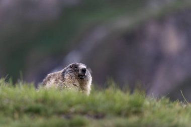 Avusturya Dağ Manzarası 'nda Marmot Ayakta Uyarı, Yaz.