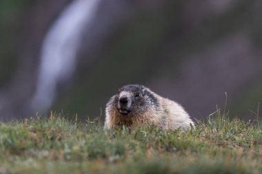 Yaz aylarında Avusturya Alplerinde Alp Dağları