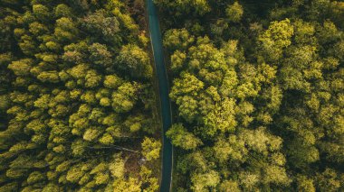 Sonbahar Ormanı 'nın Renkli Sonbahar Yeşillikleri Hava Aracı Görünümü