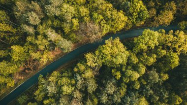 Sonbahar Ormanındaki Canlı Ağaçların Yukarıdan Aşağıya İHA Çekimi