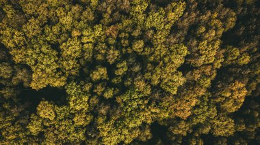 Mevsimsel Dönüşümlü Sonbahar Ormanı Genel Görünümü