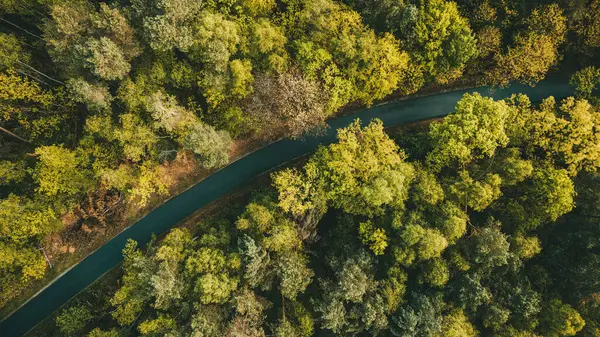 Sonbahar Ormanındaki Canlı Ağaçların Yukarıdan Aşağıya İHA Çekimi