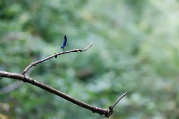 Dere kenarındaki dalda yusufçuk