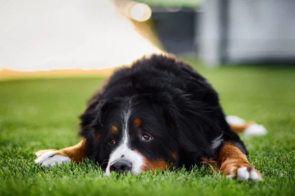 Friendly Bernese Mountain Dog Lying Lush Green Field Surrounded Tall — Stock Photo, Image