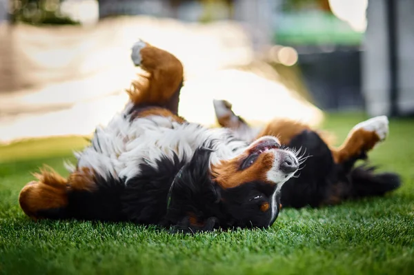 A friendly Bernese Mountain Dog is lying on a lush green field, surrounded by tall grass. The dog has a rich black, white and brown coat and is lying on its side with its tongue sticking out, looking relaxed and content.